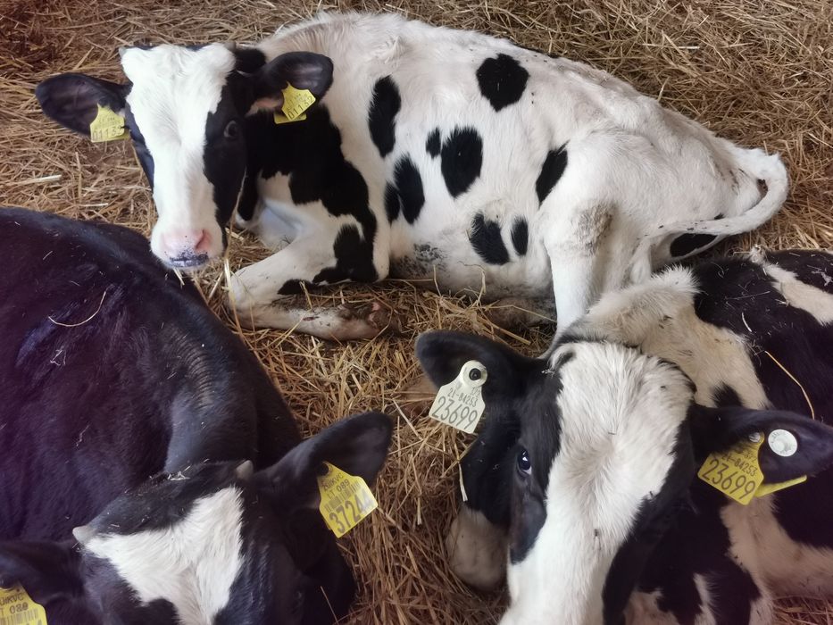Byczki startery samodzielne mięsne