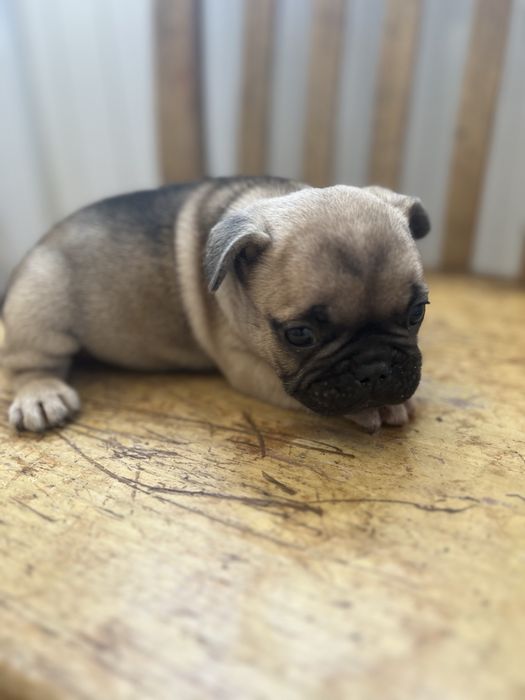 Bulldog frances  macho top