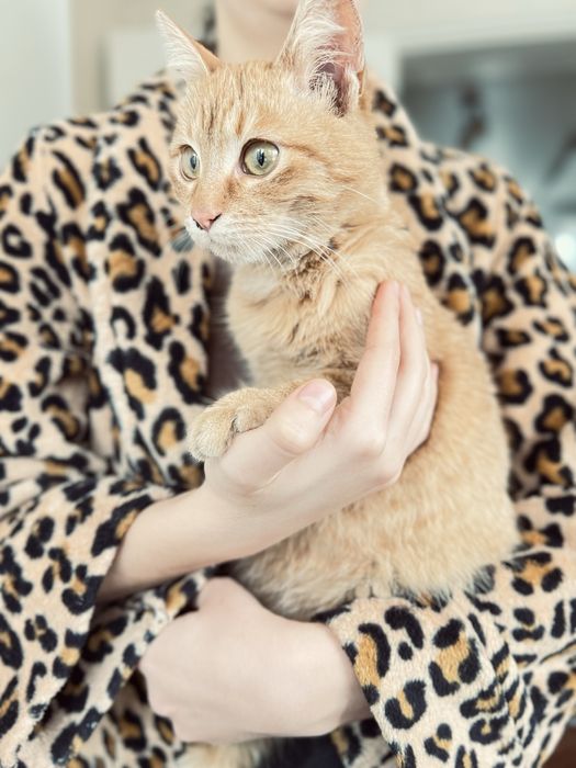 Чудовий котик в добрі руки