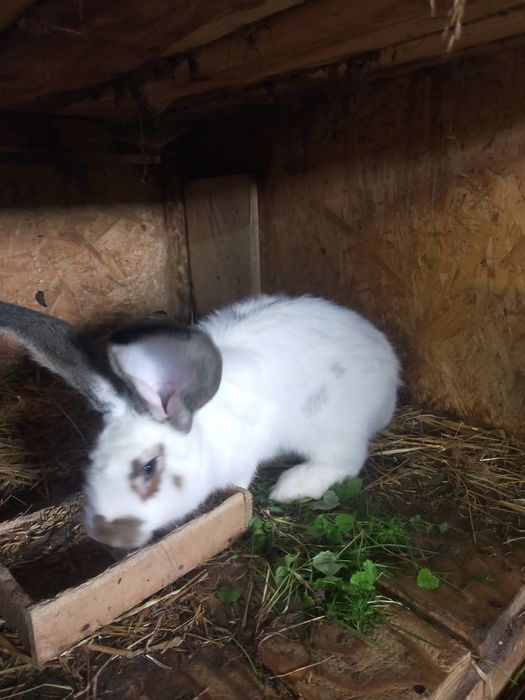 Młode krolice rasy duże