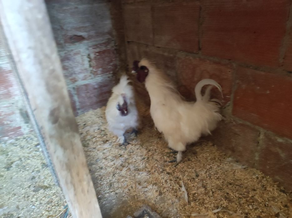 Galinhas Sedosas