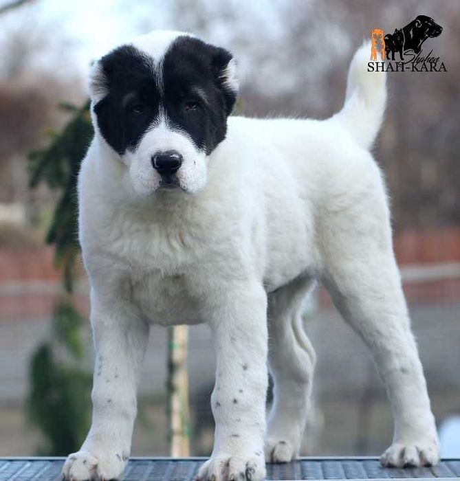 Яркий крупный кобель Среднеазиатской овчарки