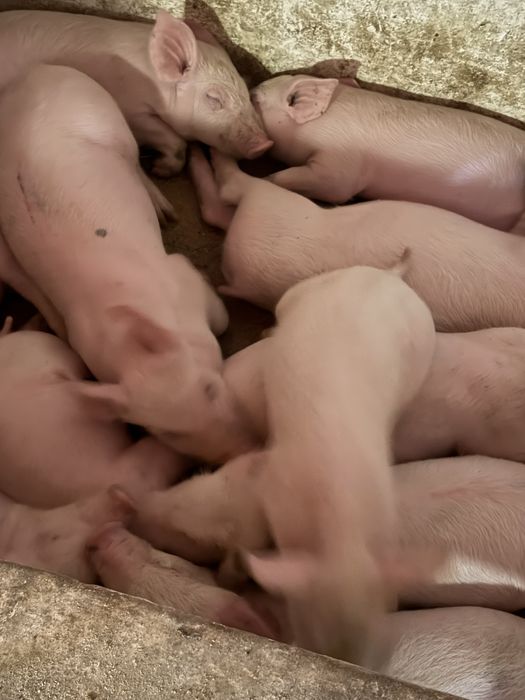 Продам поросята трьохпородний гібрид