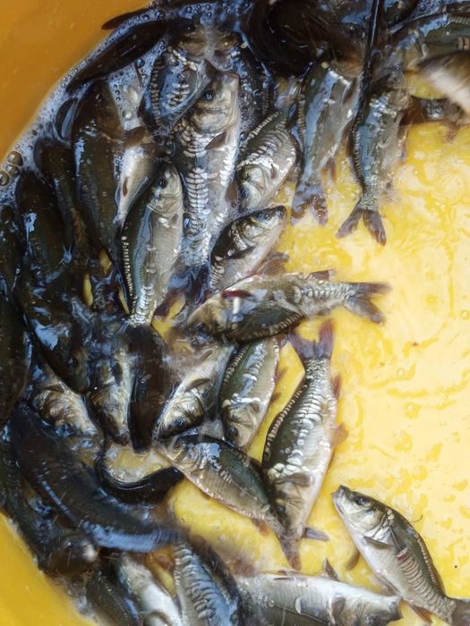 Karp królewski w sprzedaży