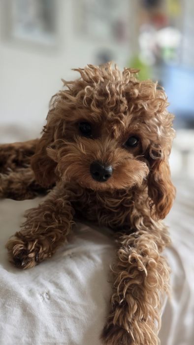 Cavapoo F1b piesek