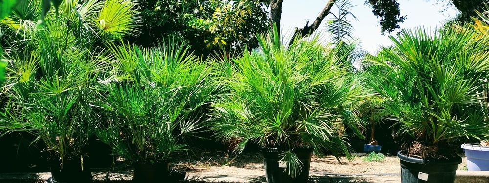 Palmeiras de leque europeias ou Chamaerops humilis