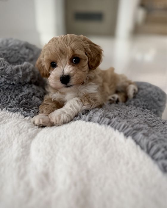 Maltipoo śliczny malutki misiaczek