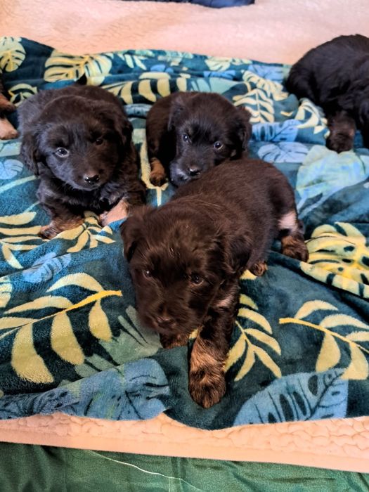 Oddam pieski w dobre rece