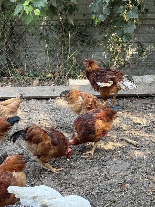 Продам молодих півнів