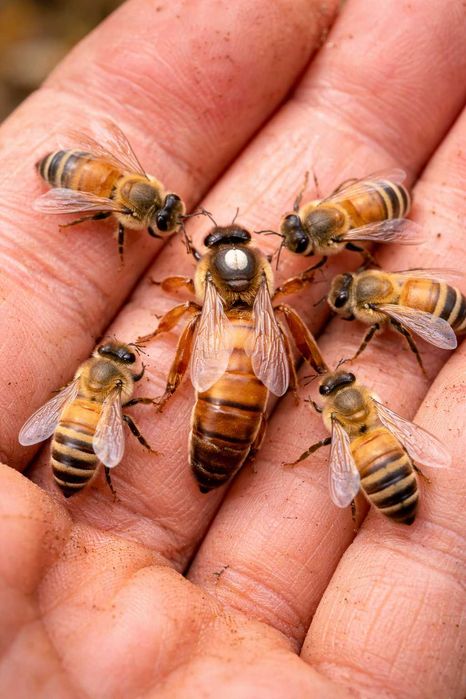 Matki pszczele Unasiennione