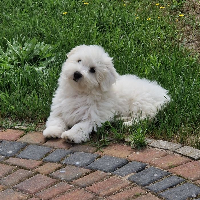 Coton de Tulear piękna suczka szczenię