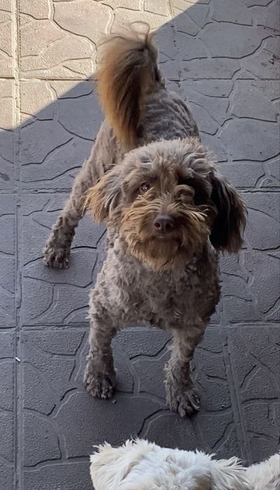 Шоколадная девочка Чанга