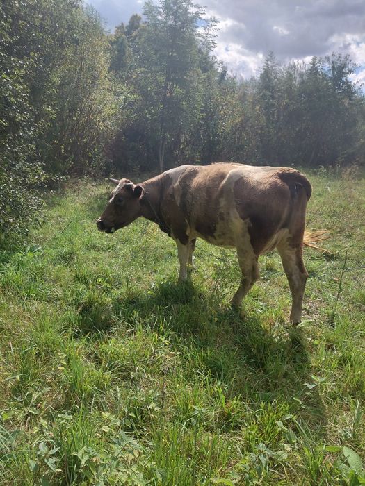 Продам молоду корову.