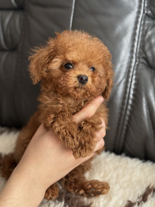 Той пудель тікап .