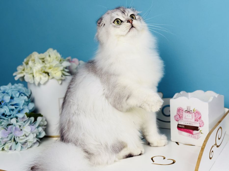 Хлопчик скотіш фолд, cрібна шиншилла