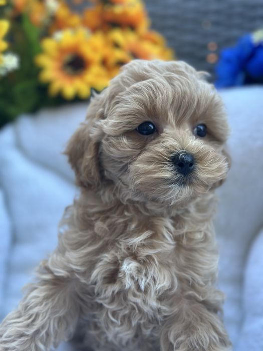 Дівчинка мальтіпу