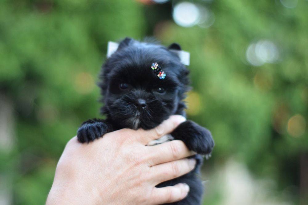 Кукольний малесенький хлопчик породи йорк