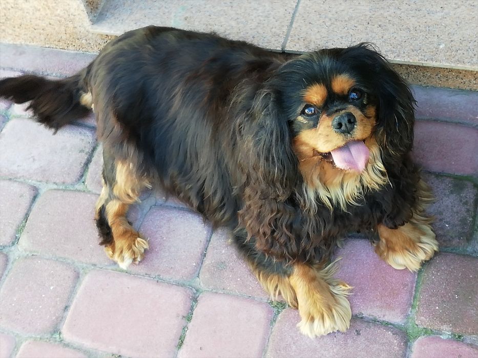 Cavalier King Charles spaniel suczka