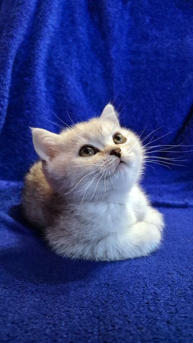 Шотландські котики