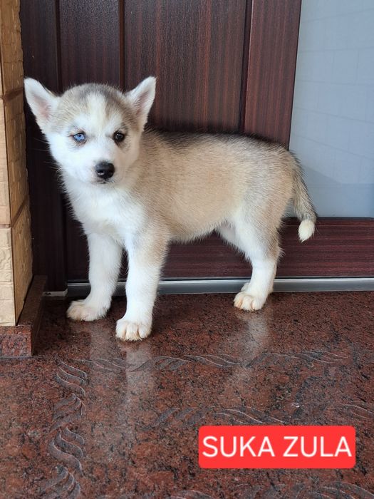 Husky Syberyjski