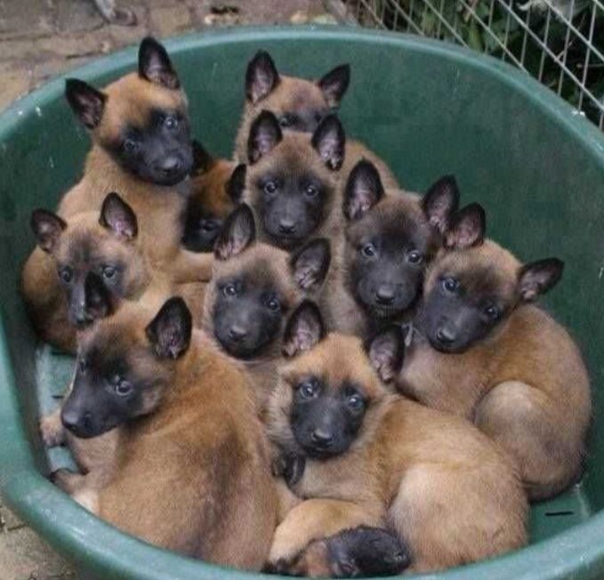 В'язка вівчарки Малінуа КСУ