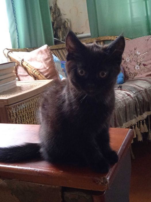 Продам шотландське прямоухе чорне кошеня