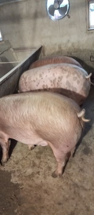 Продав свеней живою вагою ,туші півтуші