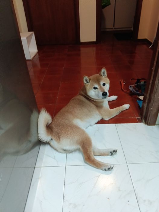 Grooming & petsitting