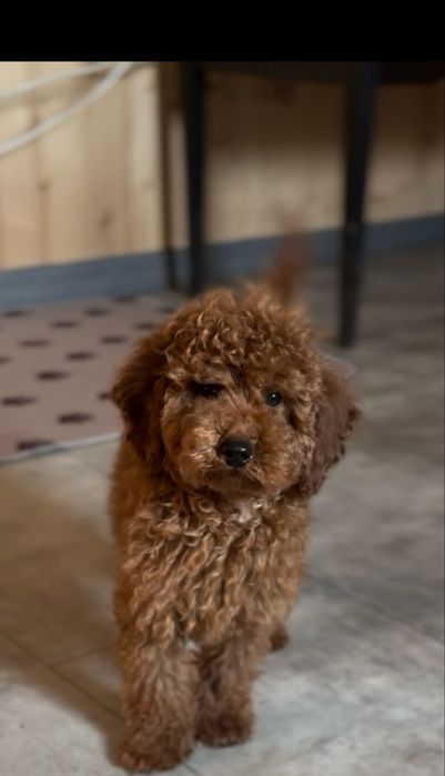 Чемні хлопчики той пудель редбраун