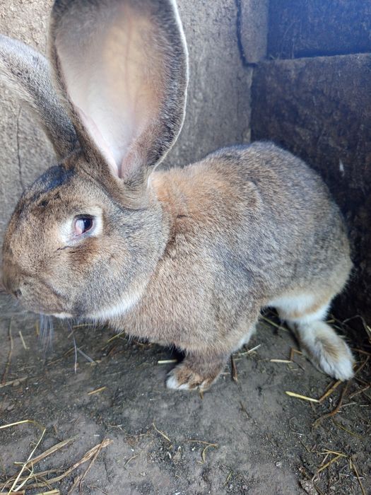 Продам ,самця бельгійський велетень