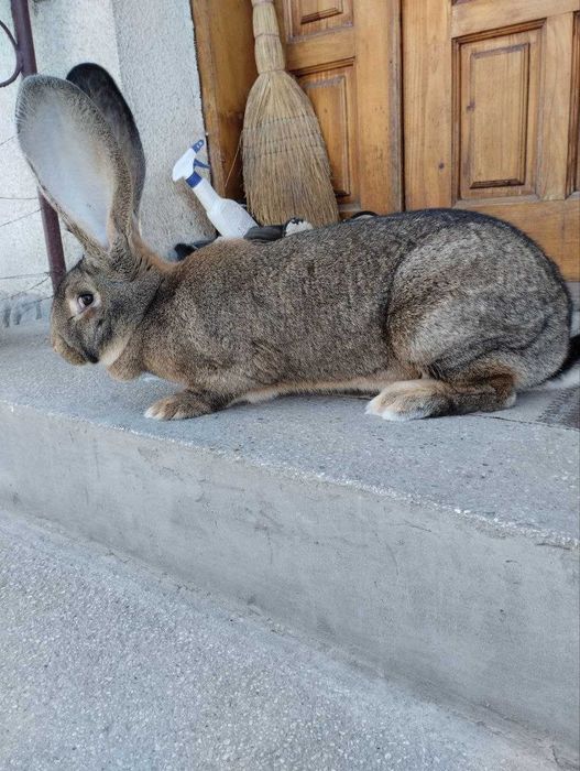 Сірий і білий велетень ,струкач вага батьків 9кг