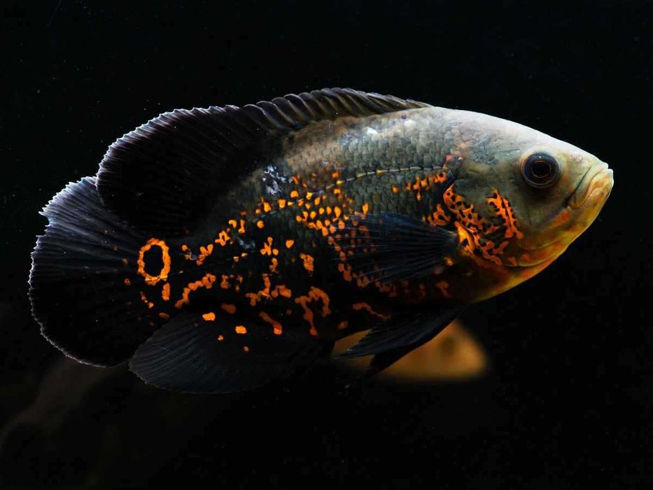 peixe oscar de todos os tamanhos