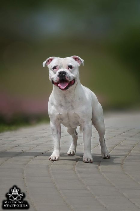 У нас есть щенки!!! Стаффордширский Бультерьер. КСУ-FCI.