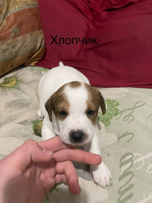 Продам Джек Рассел