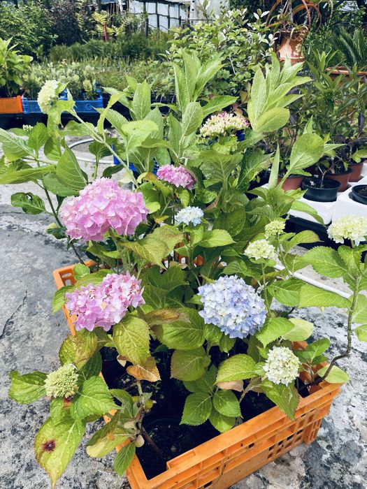 Hortensias box 12 unidades