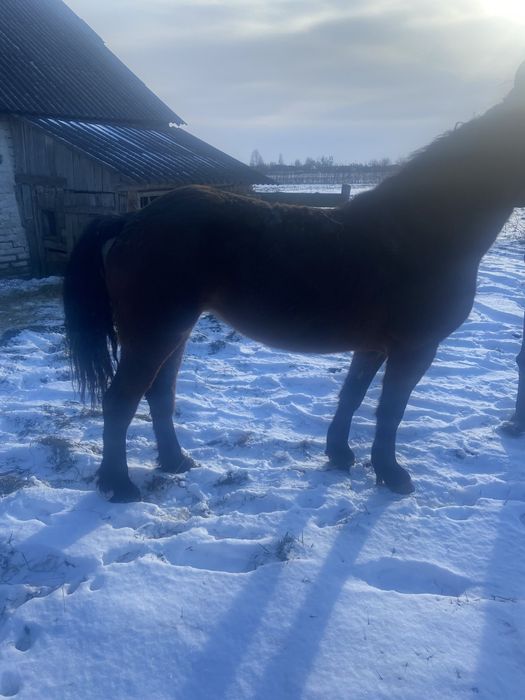 Продам молоду спокійну робочу кобилу.