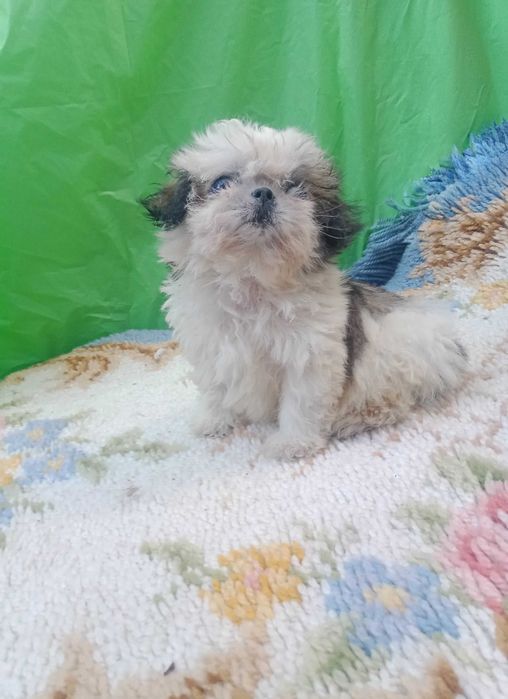 Shih-tzu macho com LOP