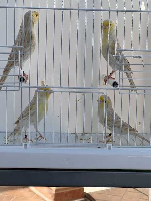 canários - varias raças de canários