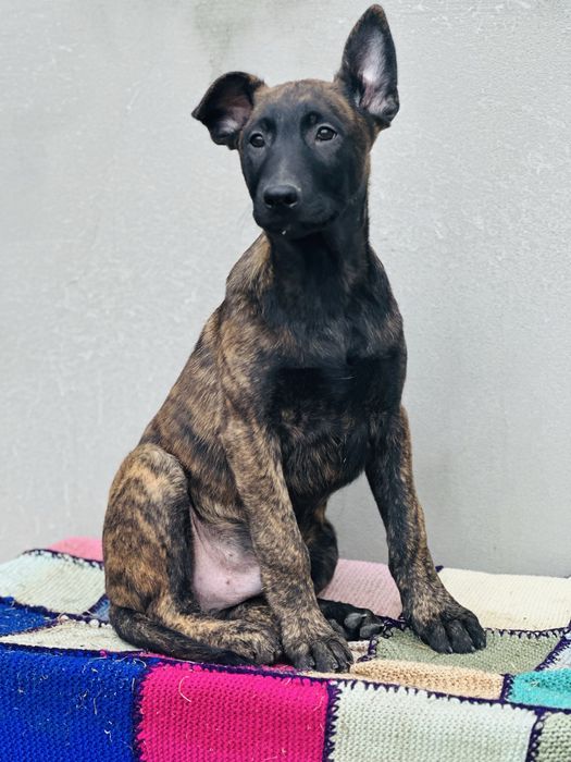 Хердер!- голландская овчарка! Пацан Эрик!