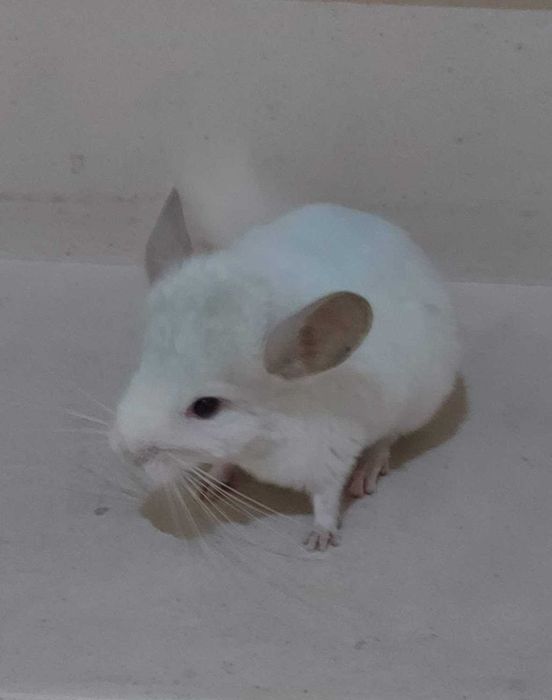 Animal de estimação