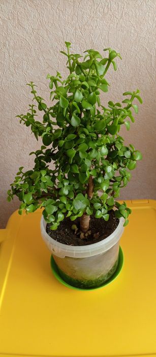 Продам кімнатні квіти