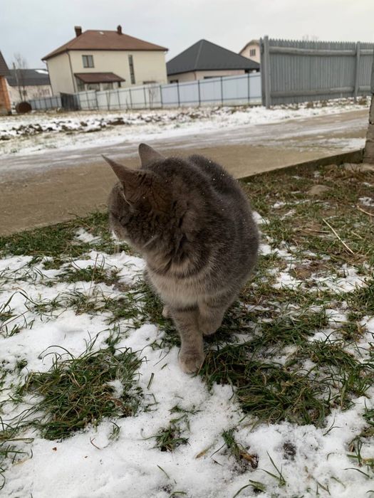 Віддам котика у добрі руки