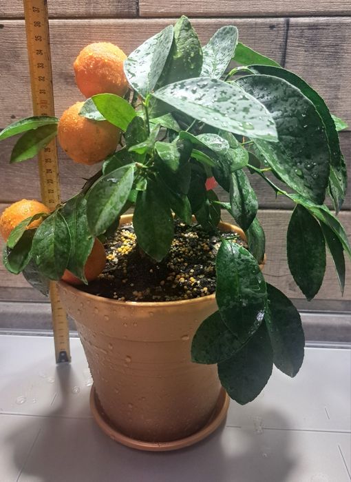 Дуже гарний лайм з плодами