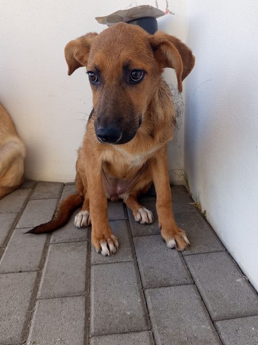 Cadelinhas bebes para adopção
