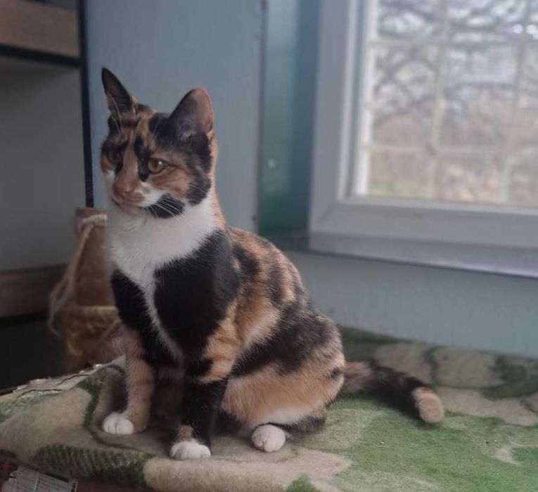 Мірі потрібна домівка