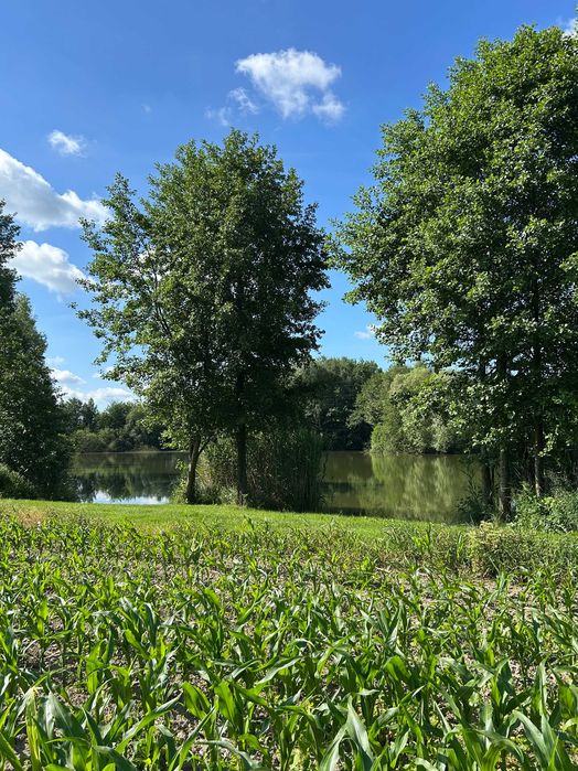 Jedyna taka działka w Oleśnicy – 3371 m² nad stawem | Pierwsza linia brzegowa | Lucień | ul. Stawowa | Bezpośrednio od właściciela - Widok 5