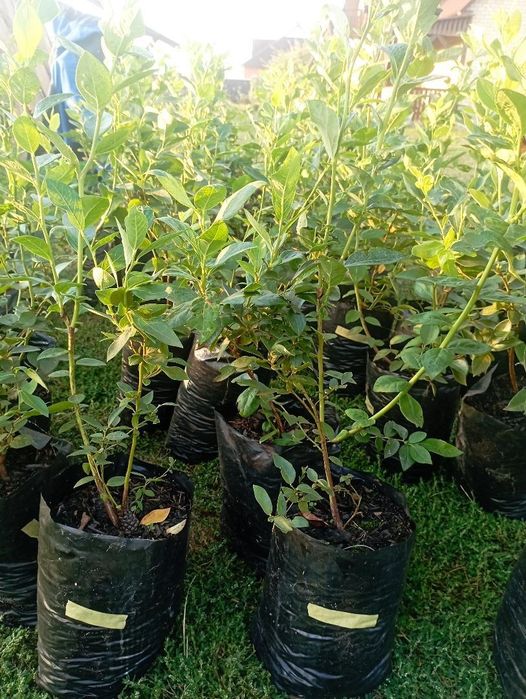 Продам саджанці лохини