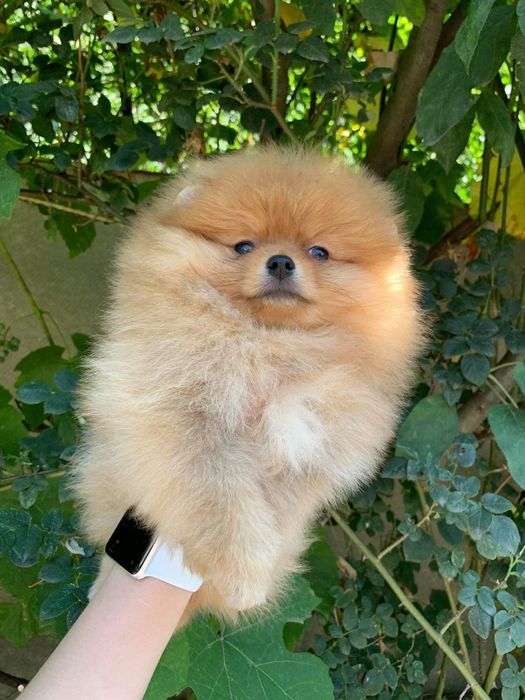 Шпицы малыши док КСУ/ FCI