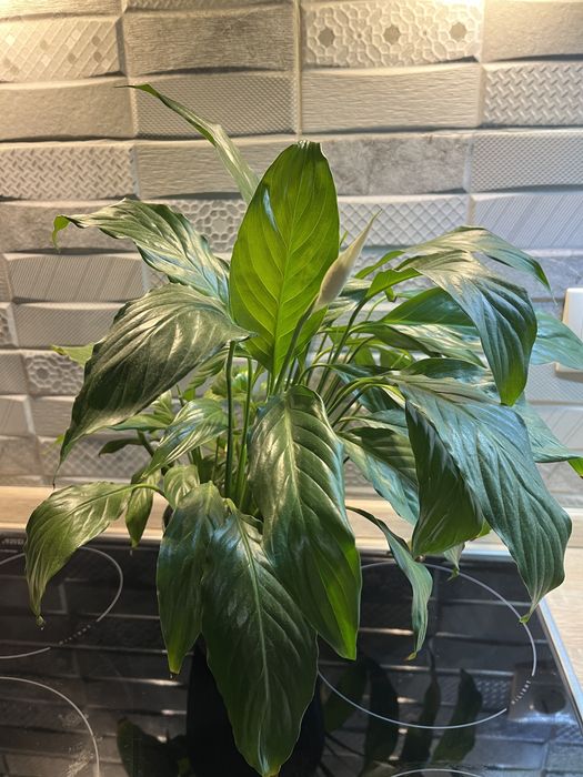 Спатифілум Жіноче щастя