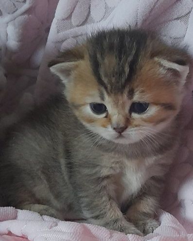 Котята шотландцы скоттиш страйт